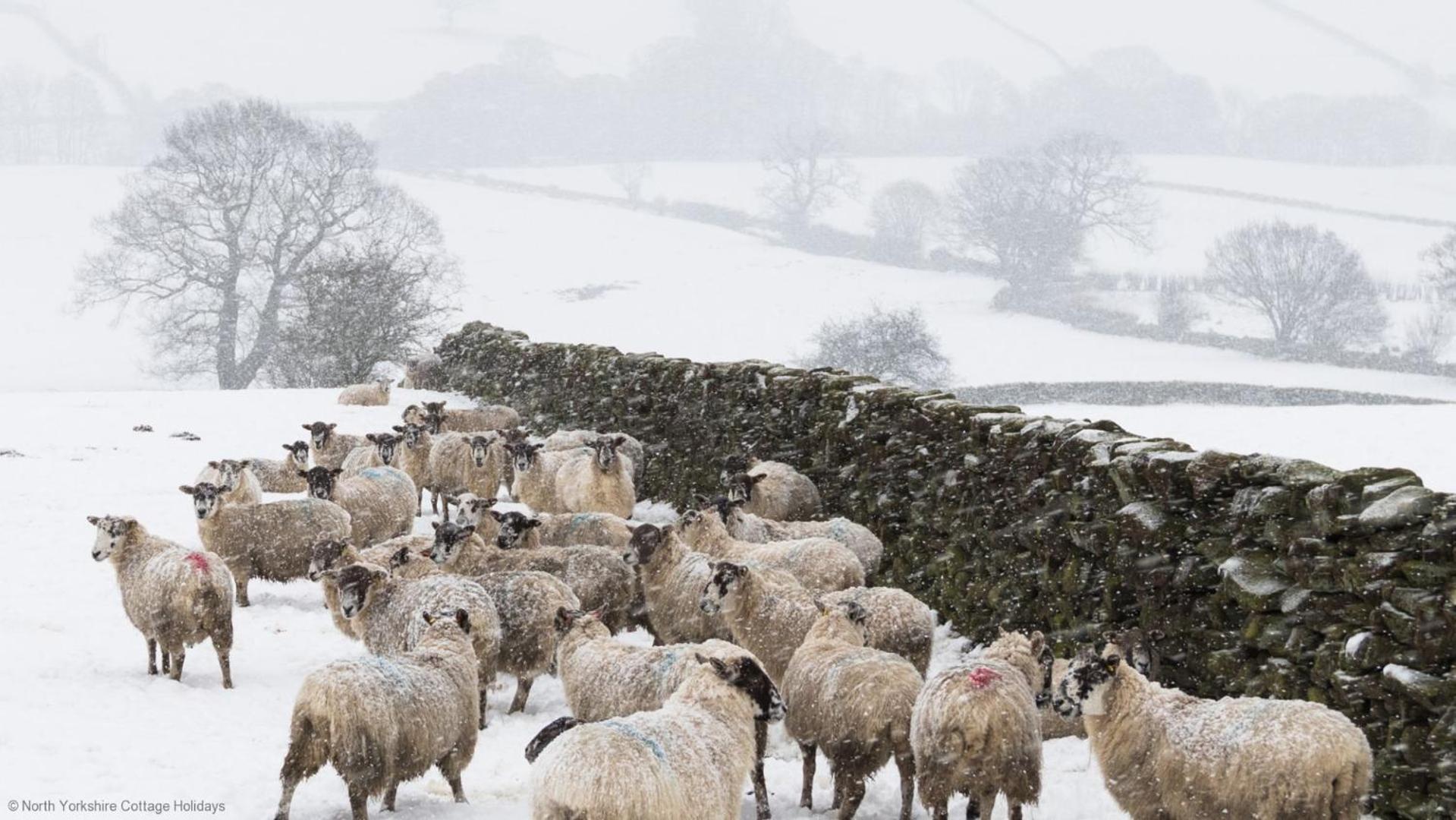 Picturesque Stone In The Heart Of North Yorkshire Village - Hideaway Holiday home *