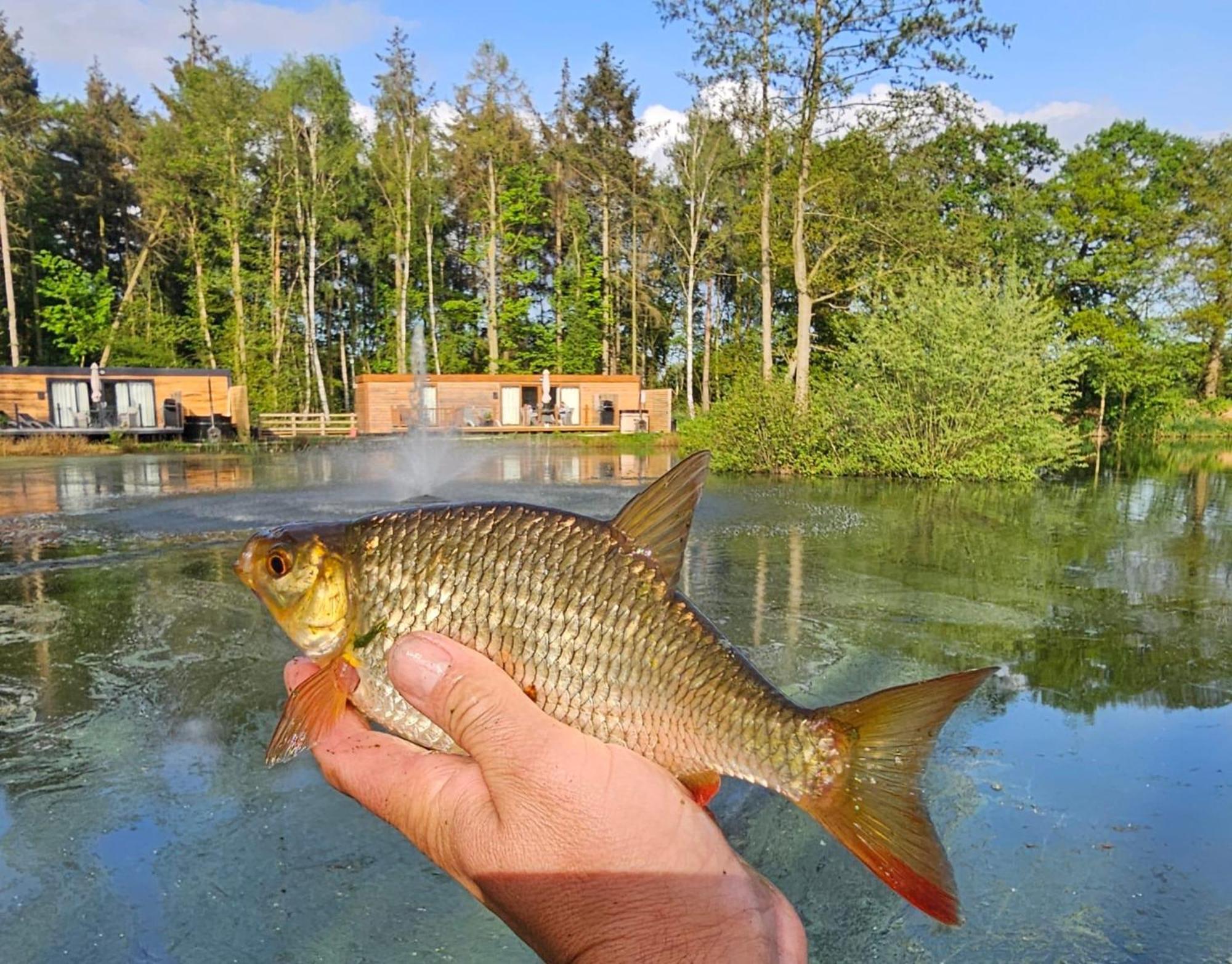 Holiday home Cedar Boutique Lodge-dog Fishing And Access York