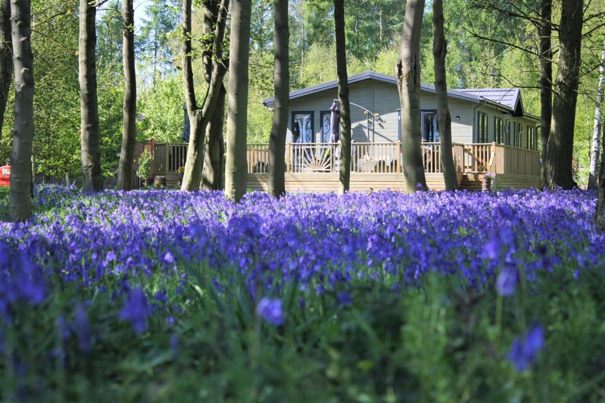 Hollicarrs - Wildflower York